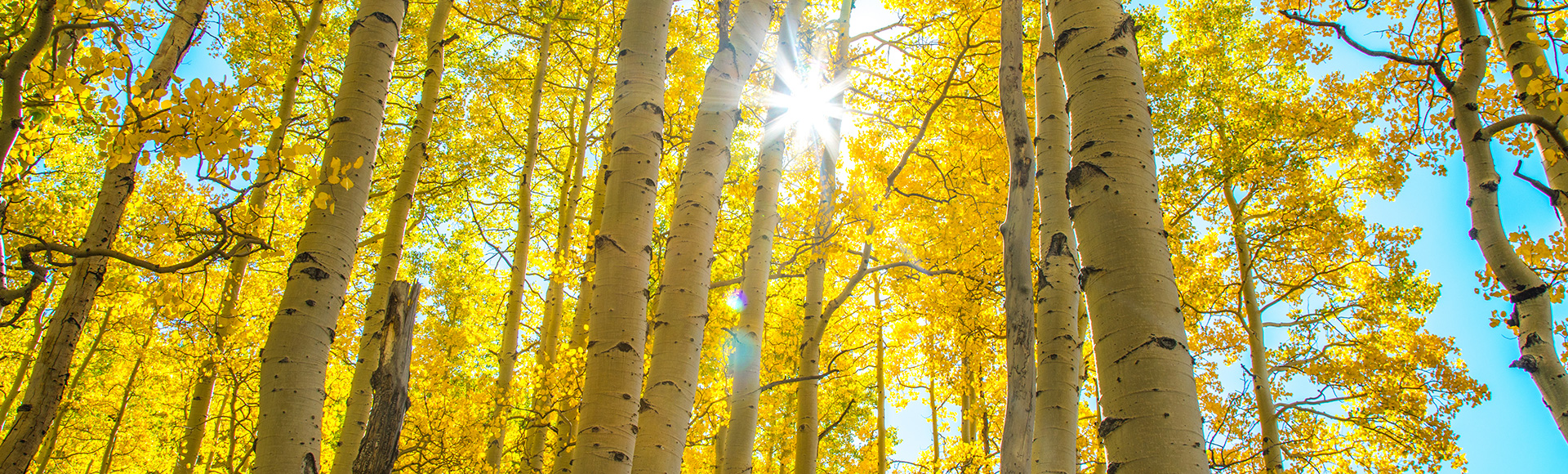 Aspens in Telluride